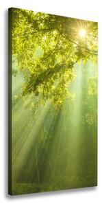 Vertikální Foto obraz na plátně Slunce v lese ocv-88868942