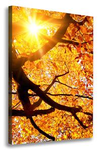 Vertikální Foto obraz na plátně Podzimní strom ocv-89060594