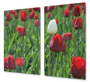 Ochranná deska červený a bílý tulipán - 50x70cm / S lepením na zeď