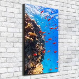 Vertikální Foto obraz na plátně Korálový útes ocv-89362751