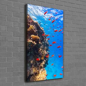 Vertikální Foto obraz na plátně Korálový útes ocv-89362751