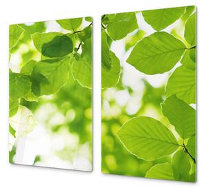 Ochranná deska zelené listí buku - 40x60cm / Bez lepení na zeď