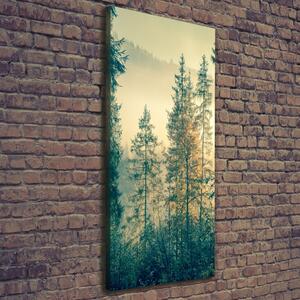 Vertikální Foto obraz na plátně Mlha nad lesem ocv-90691876