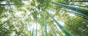 Postershop Fototapeta: Les bambusu - 104x250 cm