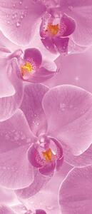 Postershop Fototapeta samolepící: Orchideje - 211x91 cm