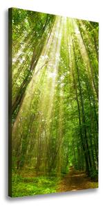 Vertikální Foto obraz na plátně Stezka v lese ocv-91261550