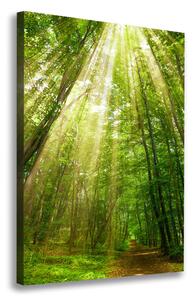 Vertikální Foto obraz na plátně Stezka v lese ocv-91261550