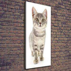 Vertikální Vertikální Foto obraz na plátně do obýváku Šedá kočka ocv-91505124