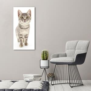 Vertikální Vertikální Foto obraz na plátně do obýváku Šedá kočka ocv-91505124