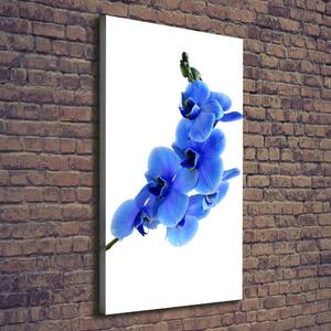 Vertikální Foto obraz na plátně Modrá orchidej ocv-91549599