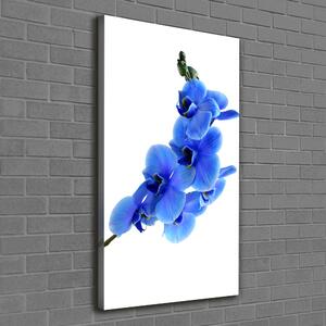 Vertikální Foto obraz na plátně Modrá orchidej ocv-91549599
