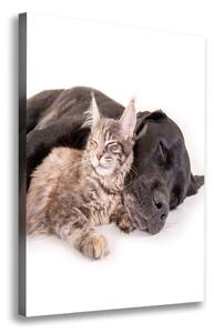 Vertikální Vertikální Foto obraz na plátně do obýváku Pes a kočka ocv-91792125