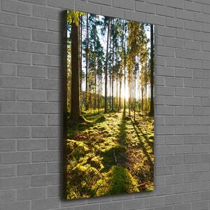 Vertikální Vertikální Foto obraz na plátně do obýváku Sosnový les ocv-92027264