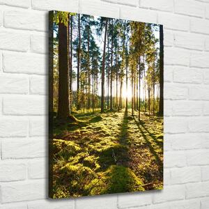 Vertikální Vertikální Foto obraz na plátně do obýváku Sosnový les ocv-92027264