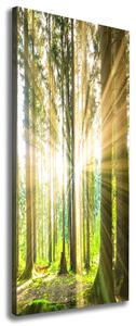 Vertikální Foto obraz na plátně Slunce v lese ocv-92474685