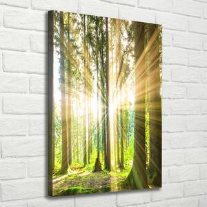 Vertikální Foto obraz na plátně Slunce v lese ocv-92474685