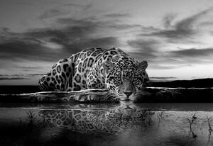 Postershop Fototapeta vliesová: Jaguar (černobílý) - 254x368 cm