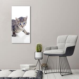 Vertikální Vertikální Foto obraz na plátně do obýváku Malá kočka ocv-95620650