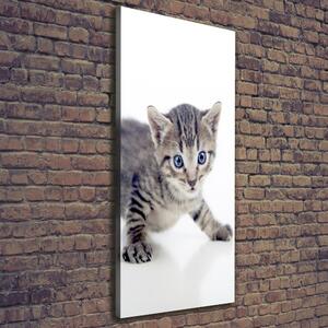 Vertikální Vertikální Foto obraz na plátně do obýváku Malá kočka ocv-95620650