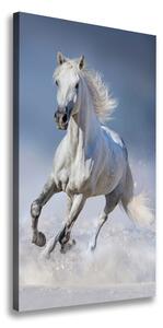Vertikální Foto obraz na plátně Bílý kůň cval ocv-95626475