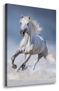 Vertikální Foto obraz na plátně Bílý kůň cval ocv-95626475