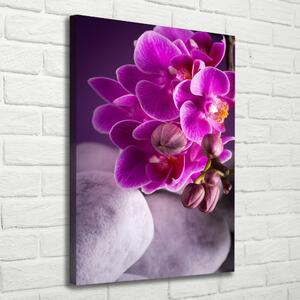 Vertikální Foto obraz na plátně Růžová orchidej ocv-95985968