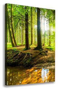 Vertikální Foto obraz na plátně Pramen v lese ocv-96124300