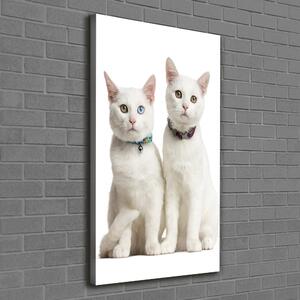 Vertikální Foto obraz na plátně Dvě bílé kočky ocv-97350767