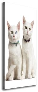 Vertikální Foto obraz na plátně Dvě bílé kočky ocv-97350767