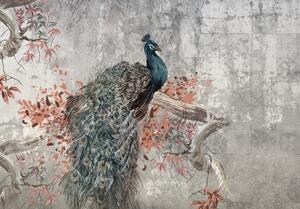 Postershop Fototapeta vliesová: Peacock - 208x146 cm