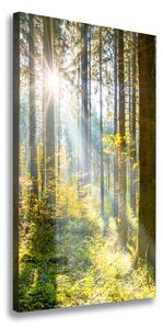 Vertikální Foto obraz canvas Slunce v lese ocv-98252702