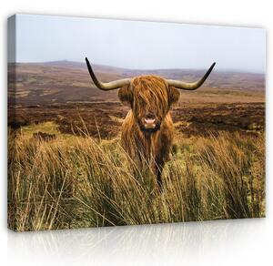 Postershop Obraz na plátně: Animals Scottish Highland Cow Landscape - 100x75 cm