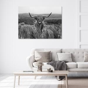 Postershop Obraz na plátně: Landscape scottish highland cow (1) - 100x75 cm