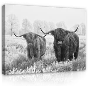 Postershop Obraz na plátně: Landscape scottish highland cow (2) - 100x75 cm