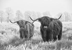 Postershop Fototapeta vliesová: Scottish Highlander - 368x254 cm