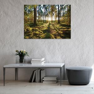 Postershop Obraz na plátně: Nature landscape forest trees - 100x75 cm