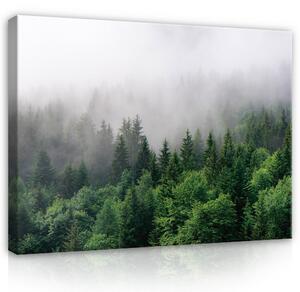 Postershop Obraz na plátně: Forest - 100x75 cm
