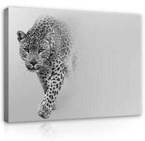 Postershop Obraz na plátně: Leopard - 100x75 cm
