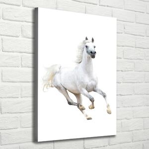 Vertikální Foto obraz na plátně Bílý kůň cval ocv-99028092