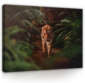 Postershop Obraz na plátně: Nature jungle tiger green - 80x60 cm