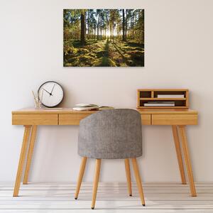 Postershop Obraz na plátně: Nature landscape forest trees - 80x60 cm