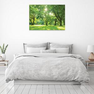 Postershop Obraz na plátně: Nature forest park trees - 80x60 cm