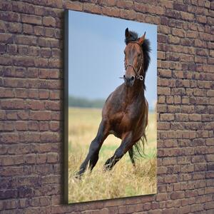 Vertikální Vertikální Foto obraz na plátně do obýváku Kůň na poli ocv-99827163