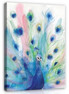 Postershop Obraz na plátně: Animals Birds Peacock - 100x75 cm