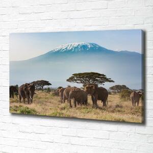 Foto obraz na plátně Sloni Kilimandžaro oc-100418826