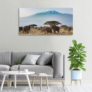 Foto obraz na plátně Sloni Kilimandžaro oc-100418826