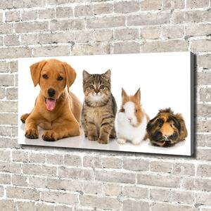 Foto obraz na plátně do obýváku Pes a kočka oc-100573313