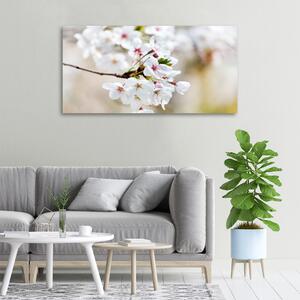 Moderní obraz canvas na rámu Květy višně oc-100965392
