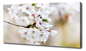 Moderní obraz canvas na rámu Květy višně oc-100965392
