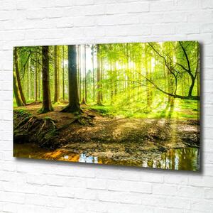 Foto obraz na plátně Sluneční paprsky les oc-101332192